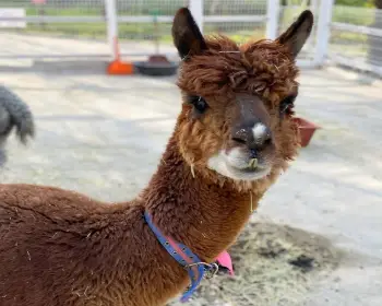 피나클랜드 불꽃축제_10