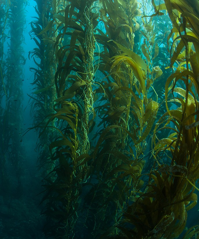 동의보감 다시마