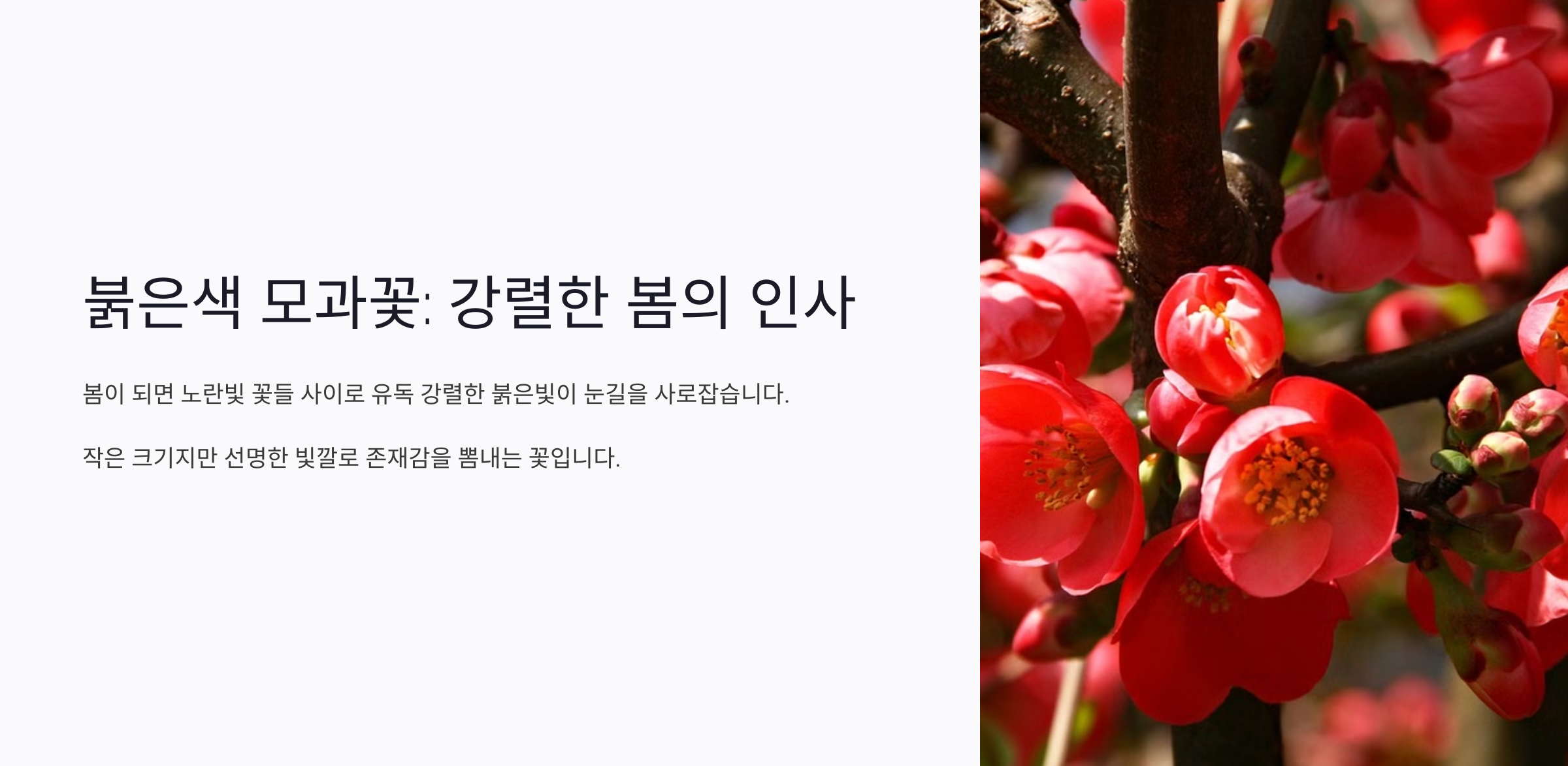 붉은색 모과꽃