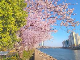  벚꽃명소Best5 