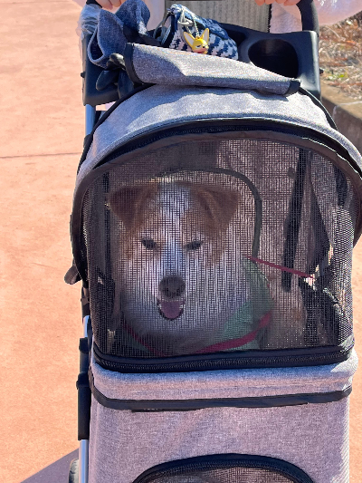 노령견 슬개골 탈구, 원인과 진행과정