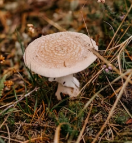 영지버섯 효능 부작용 먹는 방법