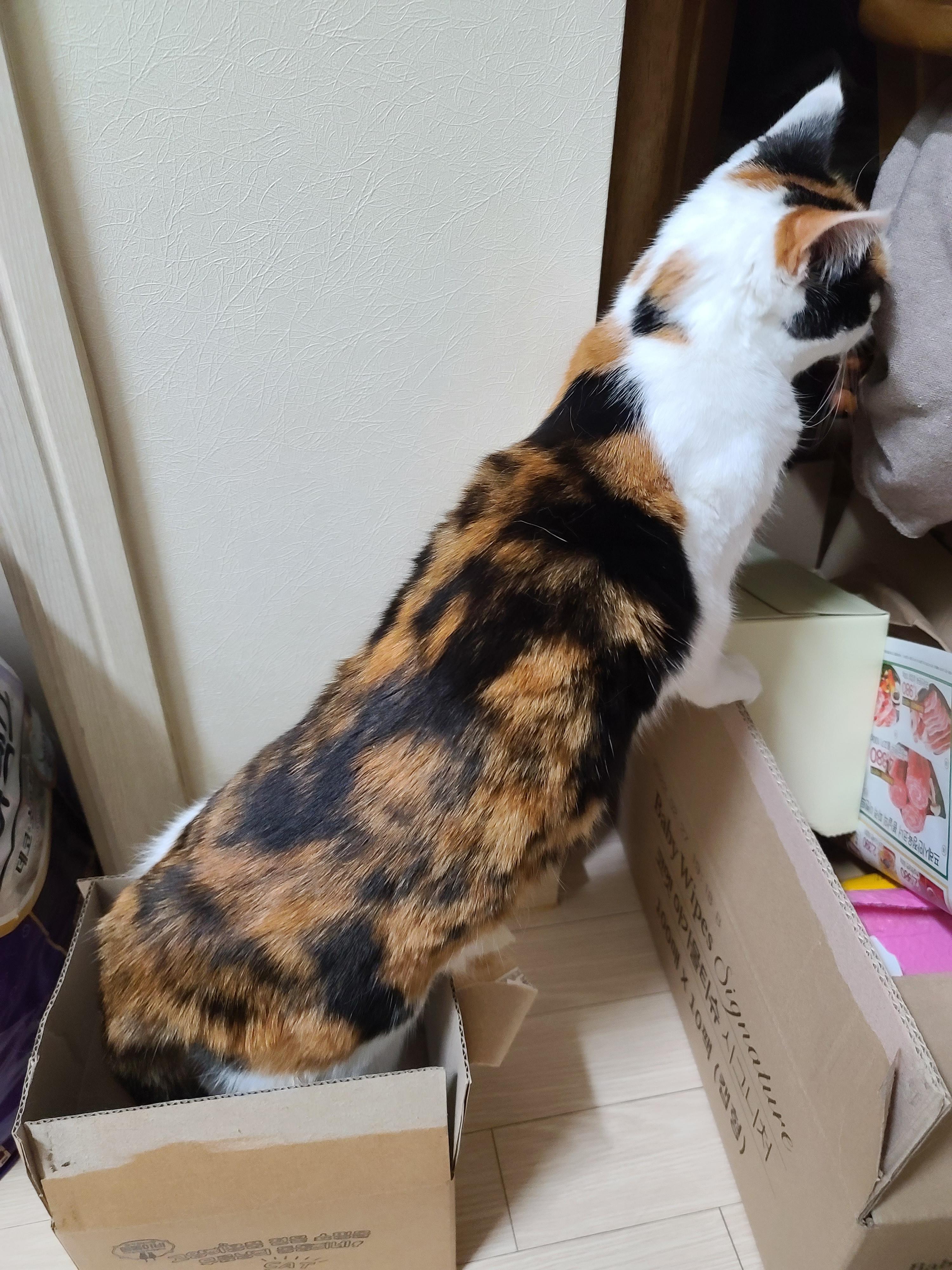 작은 박스에 꾸깃꾸깃 말아넣은 삼색이 고양이 요미. 참으로 유연한 그동물 고양이.