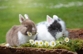 토끼 사료 추천