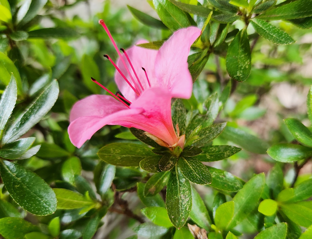 영산홍