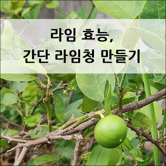 나무에 열려있는 라임