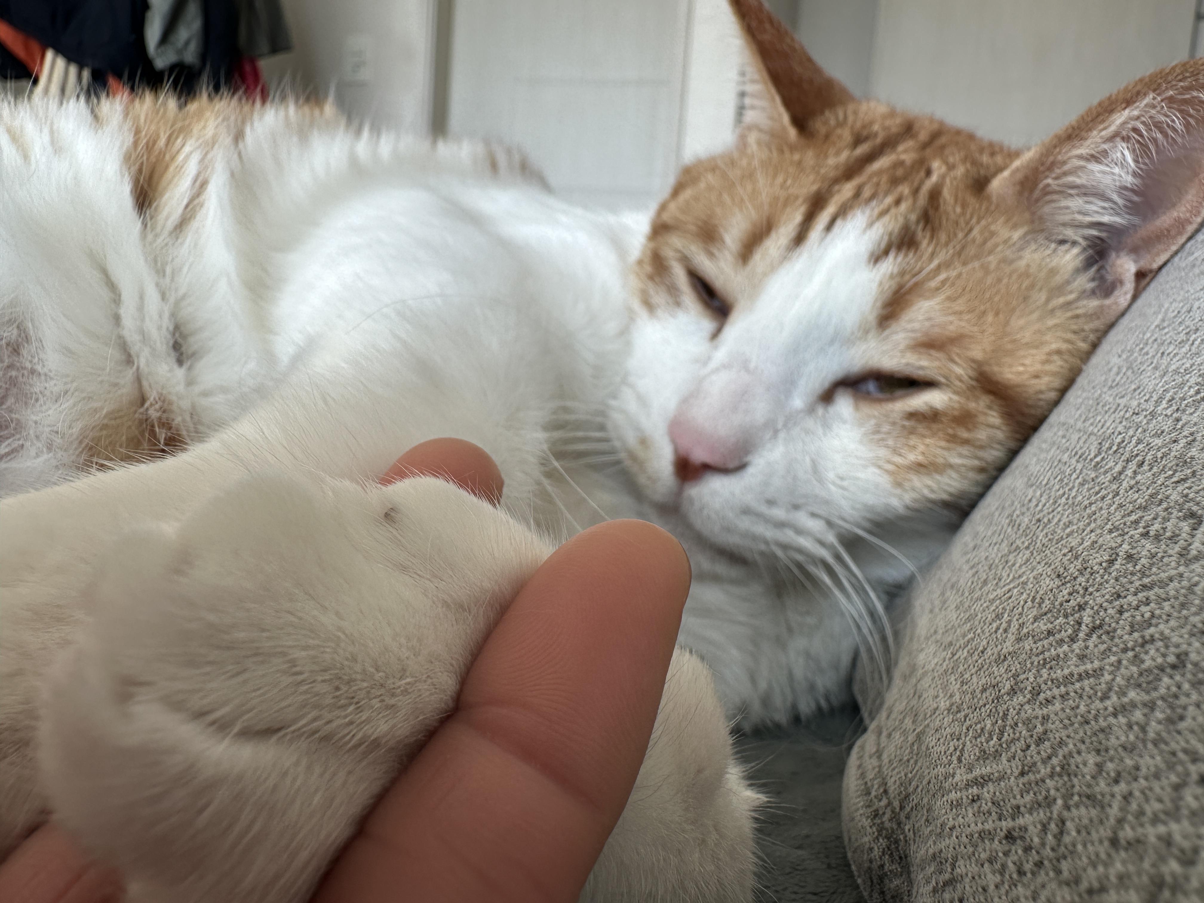 베개 베고 집사랑 마주 보고 자던 막둥이 눈뜨자마자 애교(feat.내 머리맡에 건이)