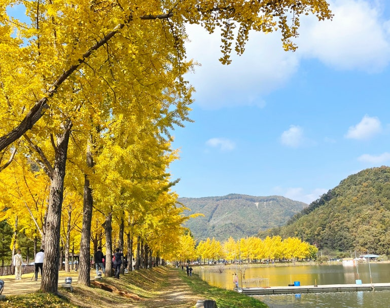 문광저수지 은행나무길