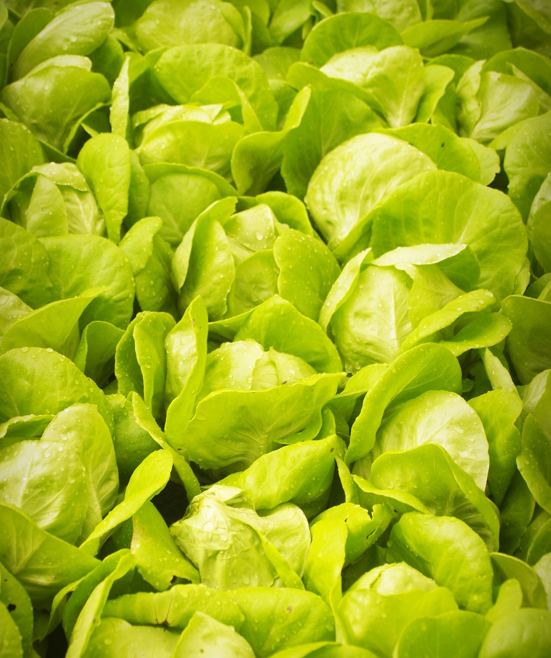 스마트팜 청년창업 보육센터 무료 교육