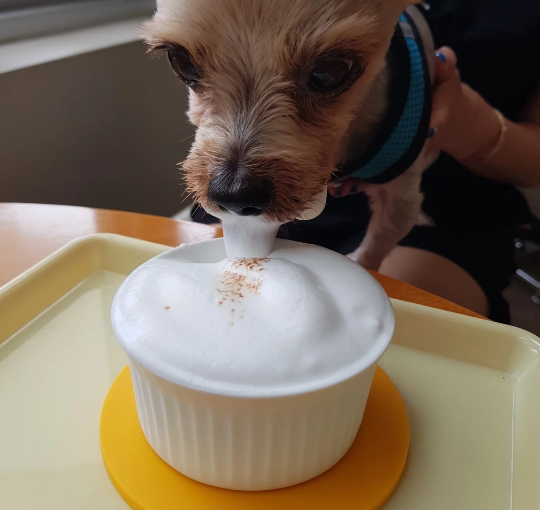 하울픽스 카페에서 멍푸치노 마시는 강아지2