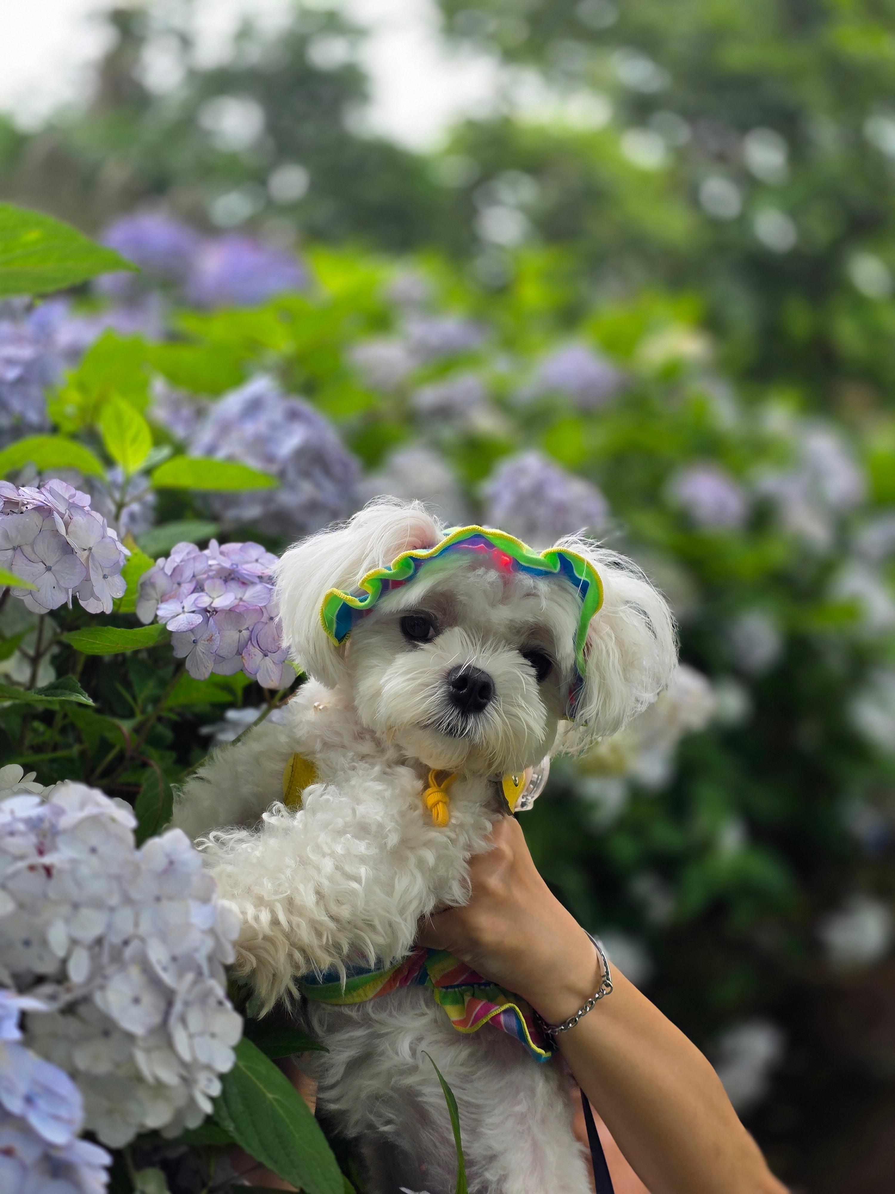 팜카밀레 허브농원에서 라떼와 찍은 사진