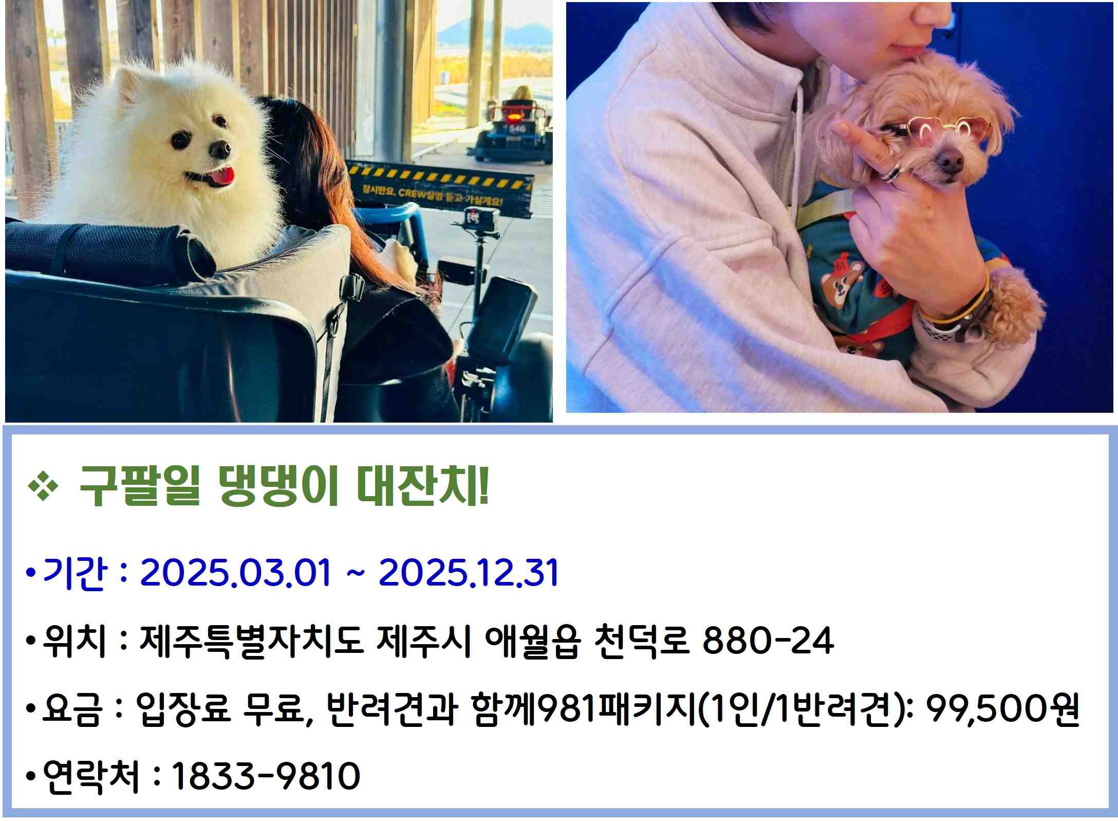 구팔일 댕댕이 대잔치