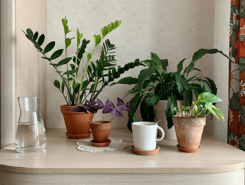 금전수 돈나무 키우기 물주기 가지치기