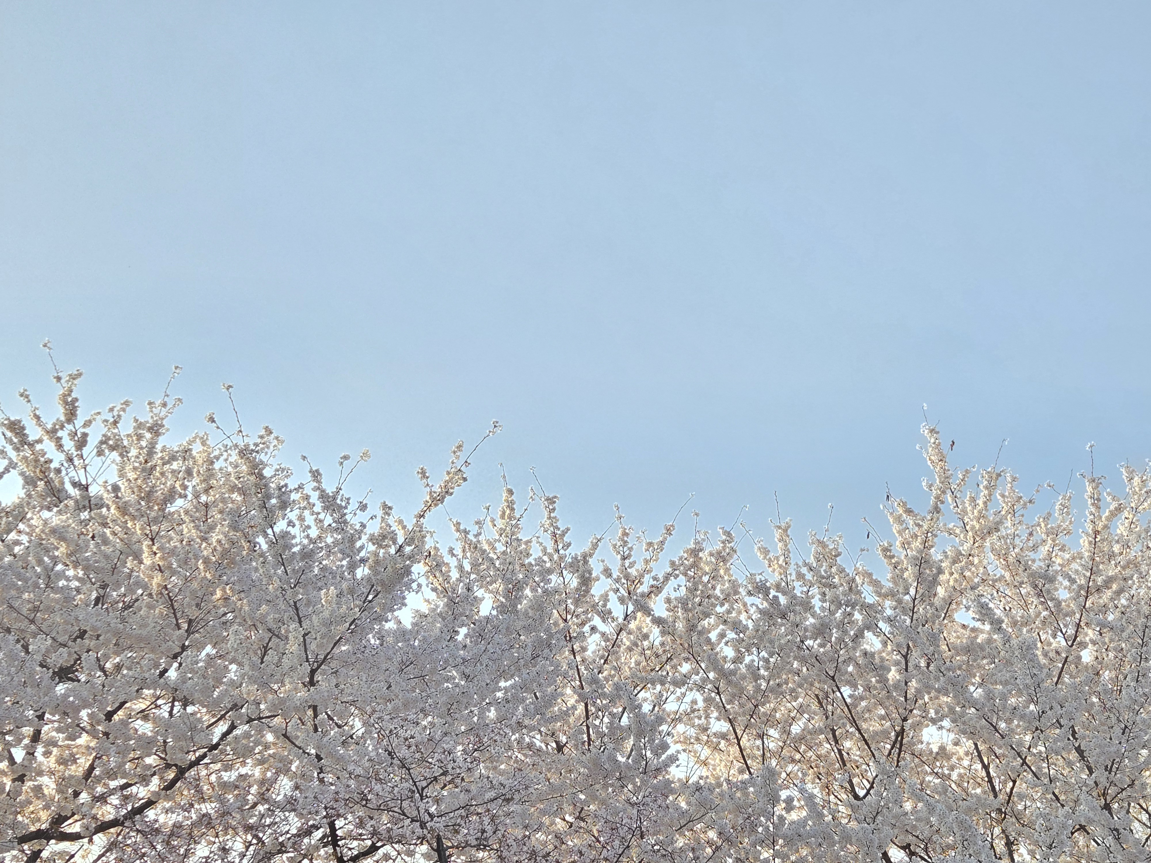 만석공원 벚꽃