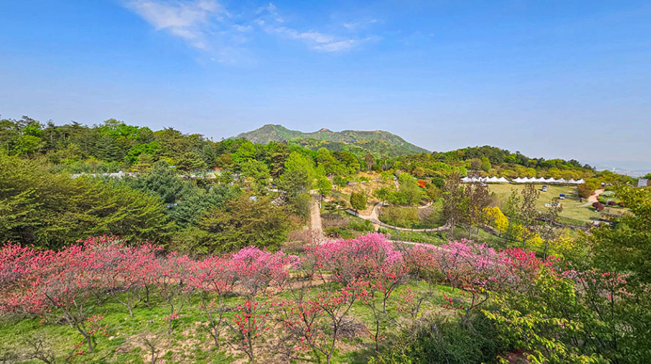 [4월 봄꽃 축제]제3회 영인산 철쭉제❘기간, 일정, 프로그램, 철쭉 개화 상황정리