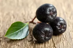 아로니아열매