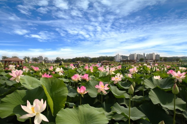 연꽃테마파크