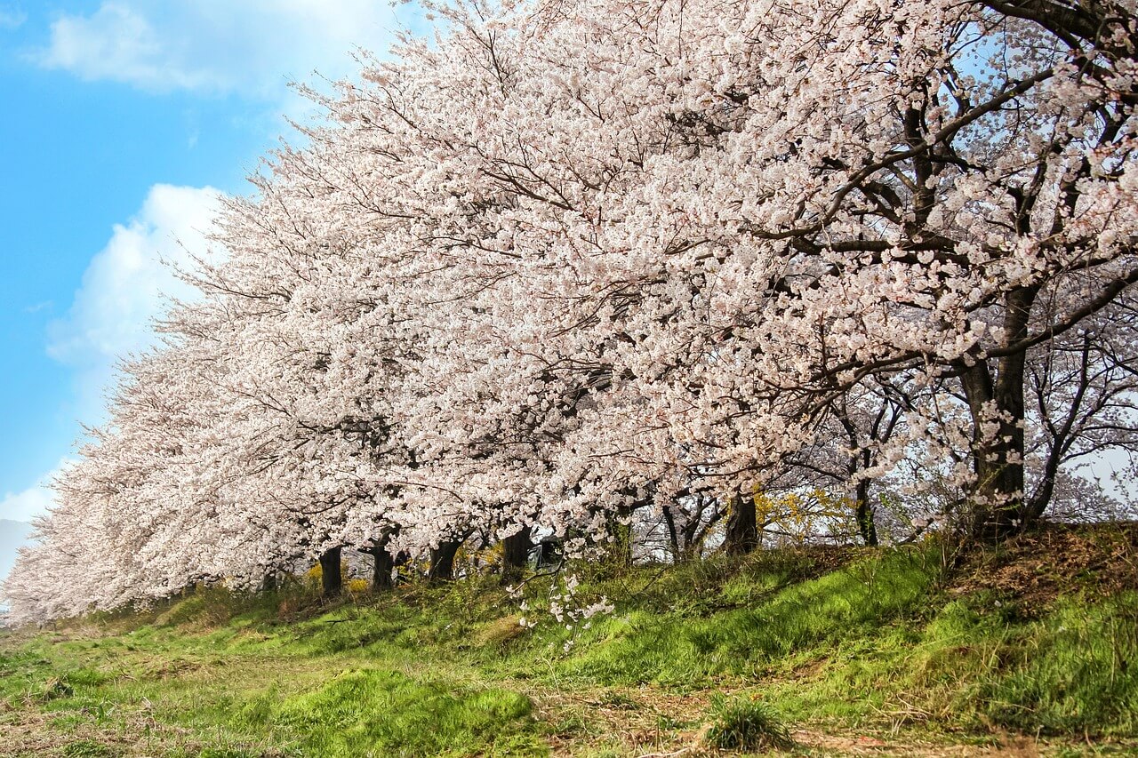 2025 화담숲 봄 수선화 축제에서 향기로운 봄