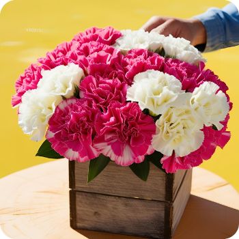 카네이션 당일배송 가능! 바쁜 직장인