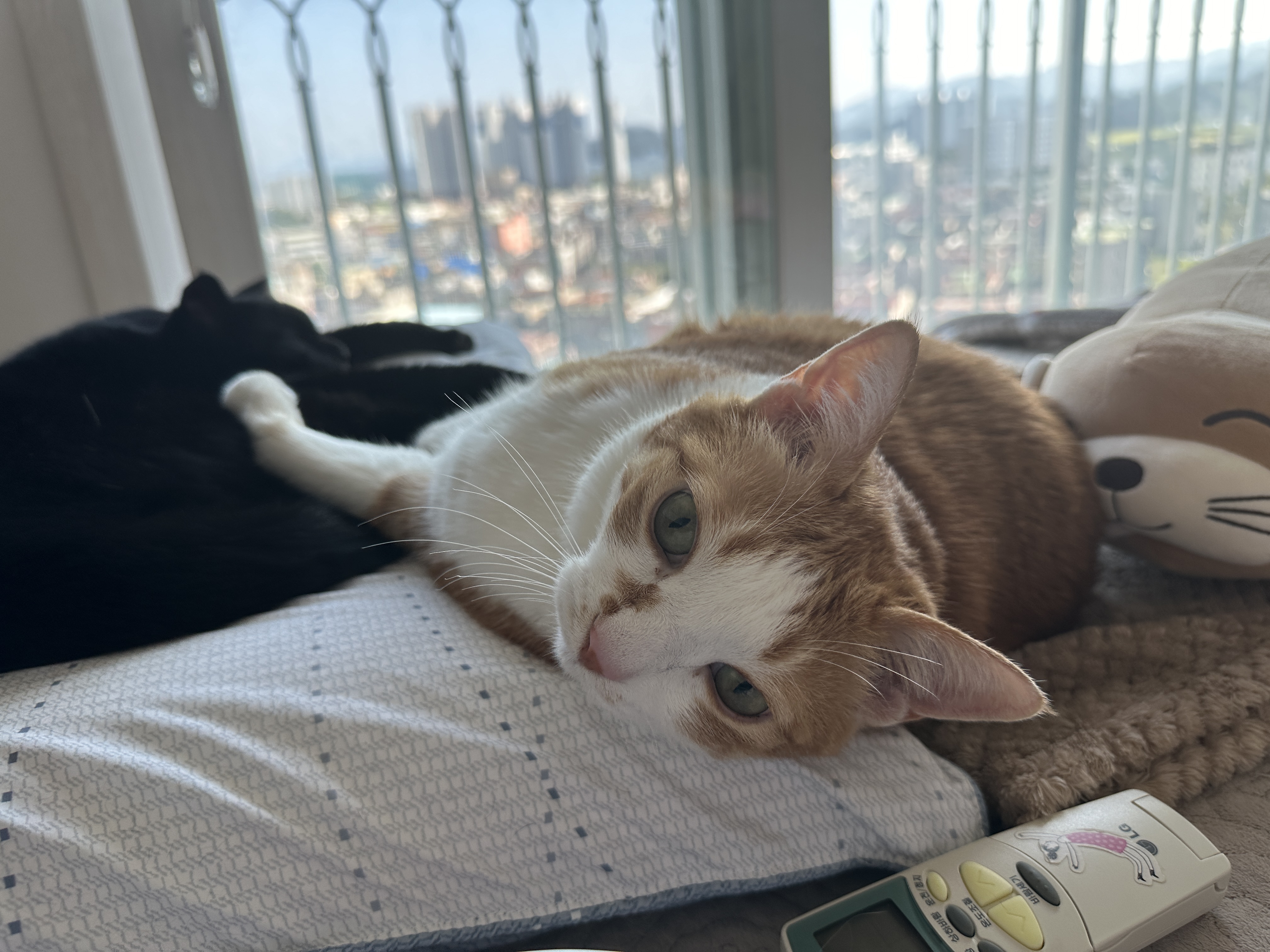 누워서_고개를_돌리고_엄마를_돌아보는_치즈냥이_호야