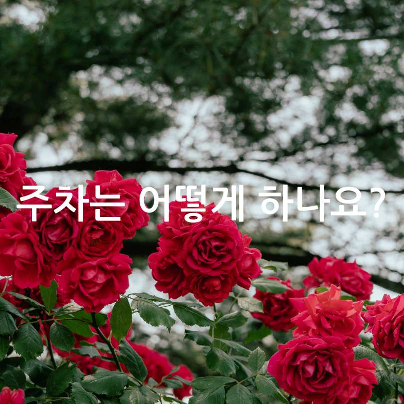 부천백만송이장미축제