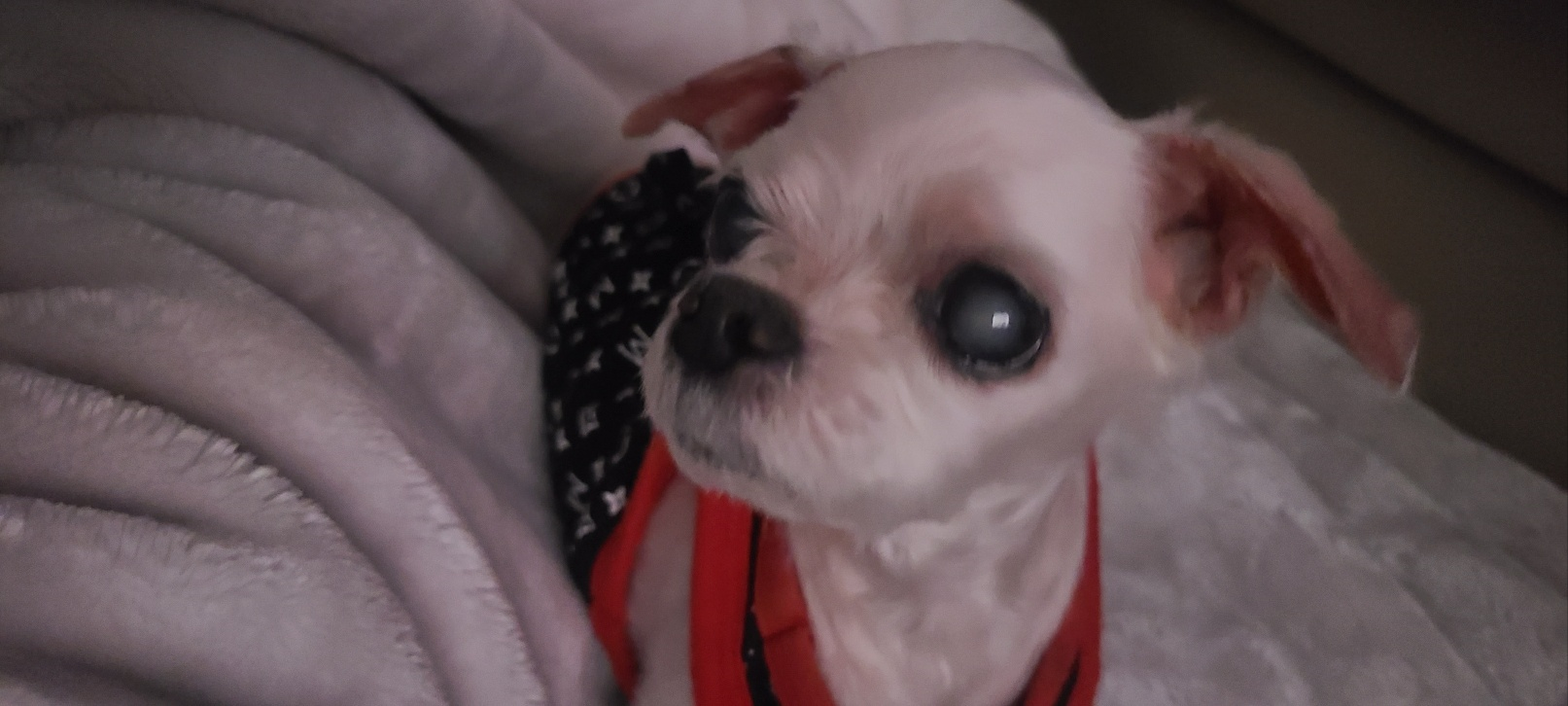 눈이 흐릿하게 보이는 노령견 강아지 쮸모습