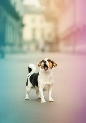 강아지가 낯선 사람에게 짖을 때 대처법