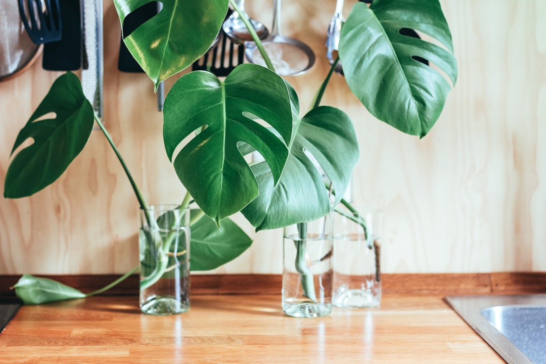 Repotting
