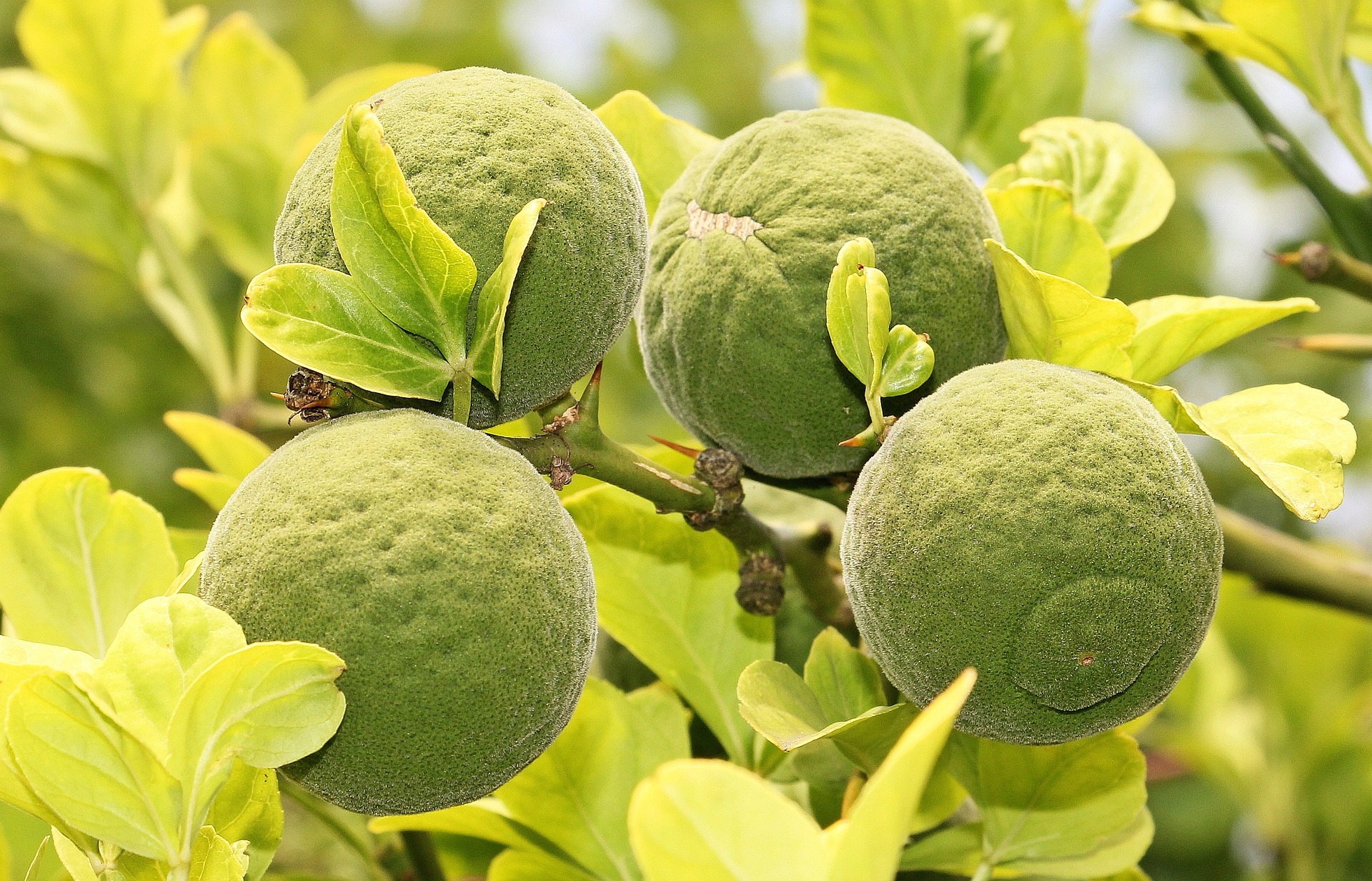 야생의 탱자나무에 탐스럽게 열려 있는 탱자 열매 4개를 확대하여 찍은 사진