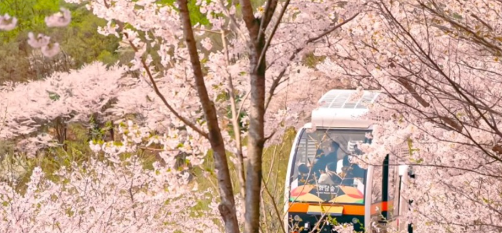 서울보다 3~5일 늦은 개화