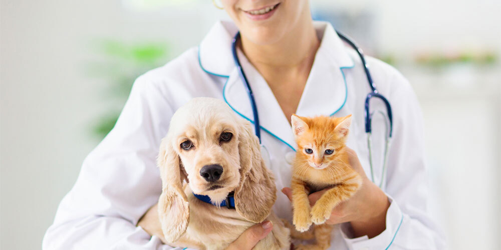 Common Pet Health Issues Related to Furniture