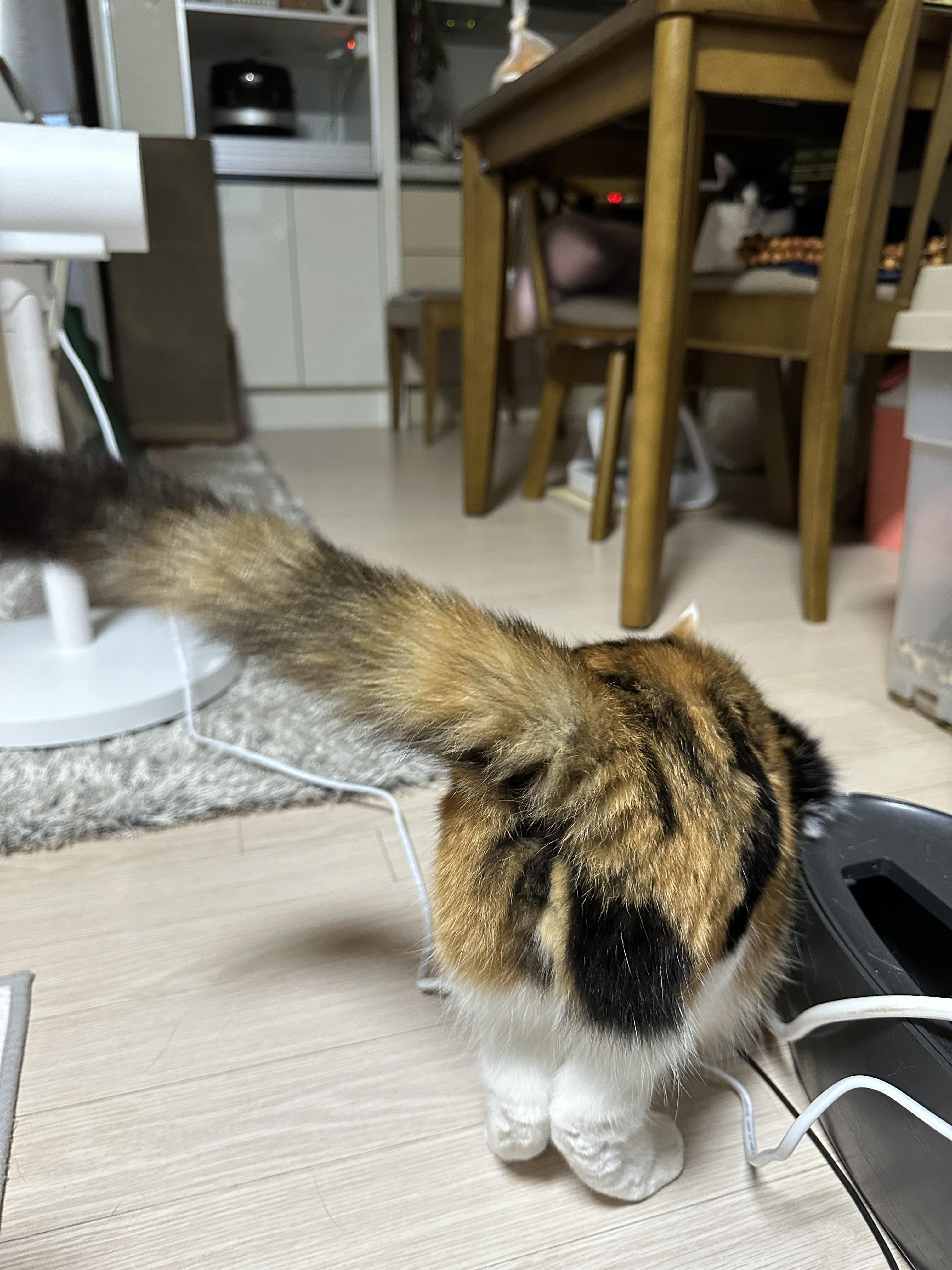 궁디팡팡을_바라는_요미_궁댕이