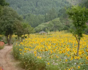 태백 해바라기 축제_13
