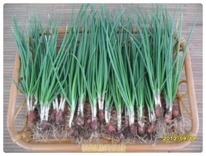 쪽파 재배 분구 관리 유기 자재 활용 친환경 방제_1