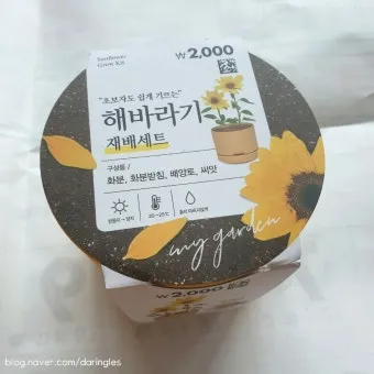 해바라기 재배 파종 깊이 지주 세우기 씨앗 수확_11