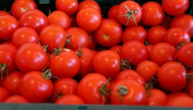 제22회 퇴촌 토마토축제 일정 장소 입장료 할인