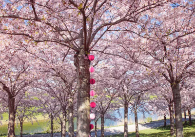 5월-꽃구경-명소