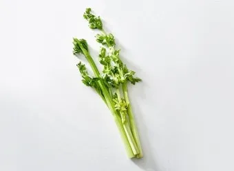 브로콜리니 재배 가지 분지 키우기 연속 수확 물 관리_8