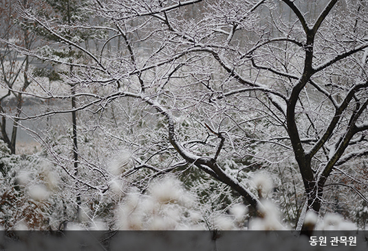 대전 한밭수목원 꽃구경