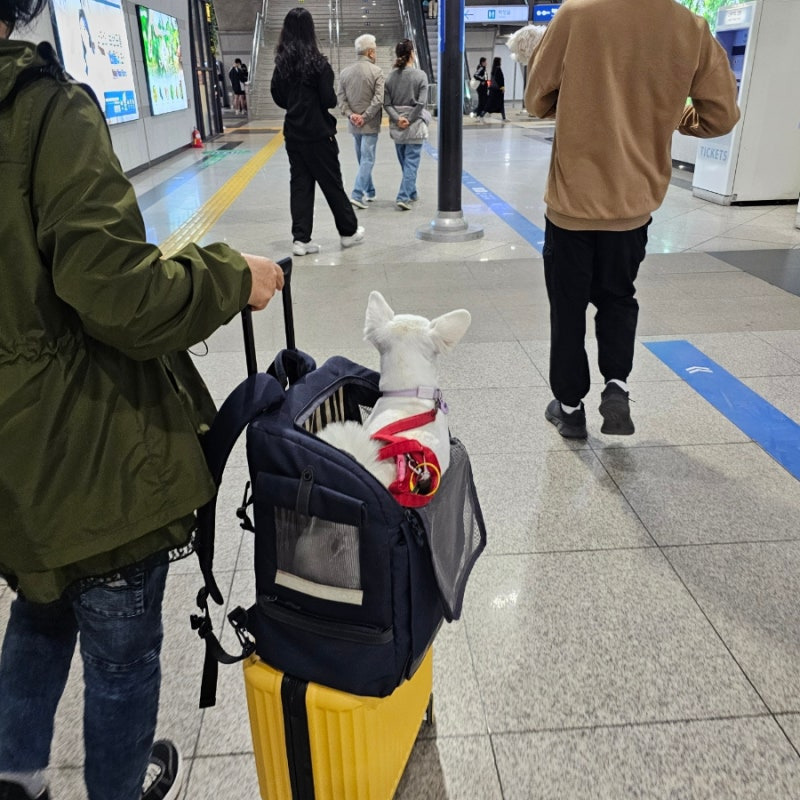 이동장 안에서 기차로 이동하는 강아지 모습