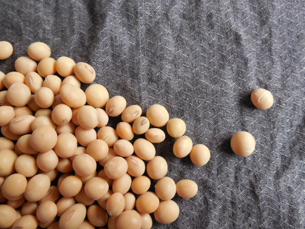 치매예방-영양제-선택-치매-예방법