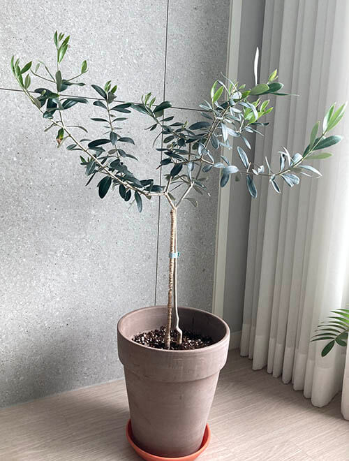 아르베키나올리브나무