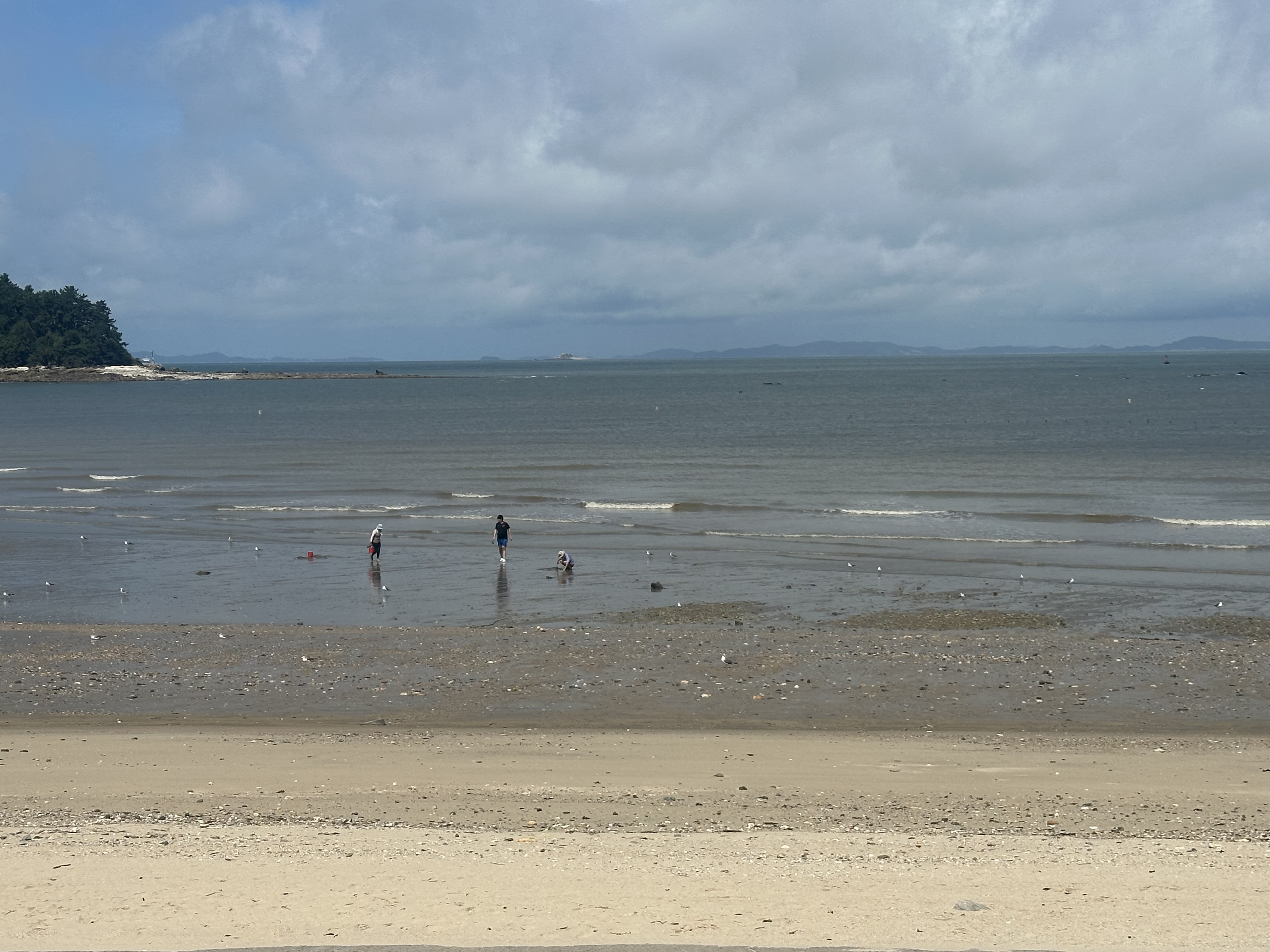 충남 보령, 대천, 무창포 여행 후기3(국내 가족 여행지 추천, 무창포 비체팰리스, 또다시 갯벌체험, 대천 맛집 부페, 점심 밥집 뷔페, 진짜 예쁜 카페 아르나, 분위기 좋은 카페 아르나, 한밤중 닭벼슬섬 산책, 대천항 수산시장 재방문, 찰광어회, 오징어회, 우성수산, 수연호수산, 무창포 비체펠리스, 오션뷰, 밥 해먹을 수 있는 숙소, 무창포 펜션)