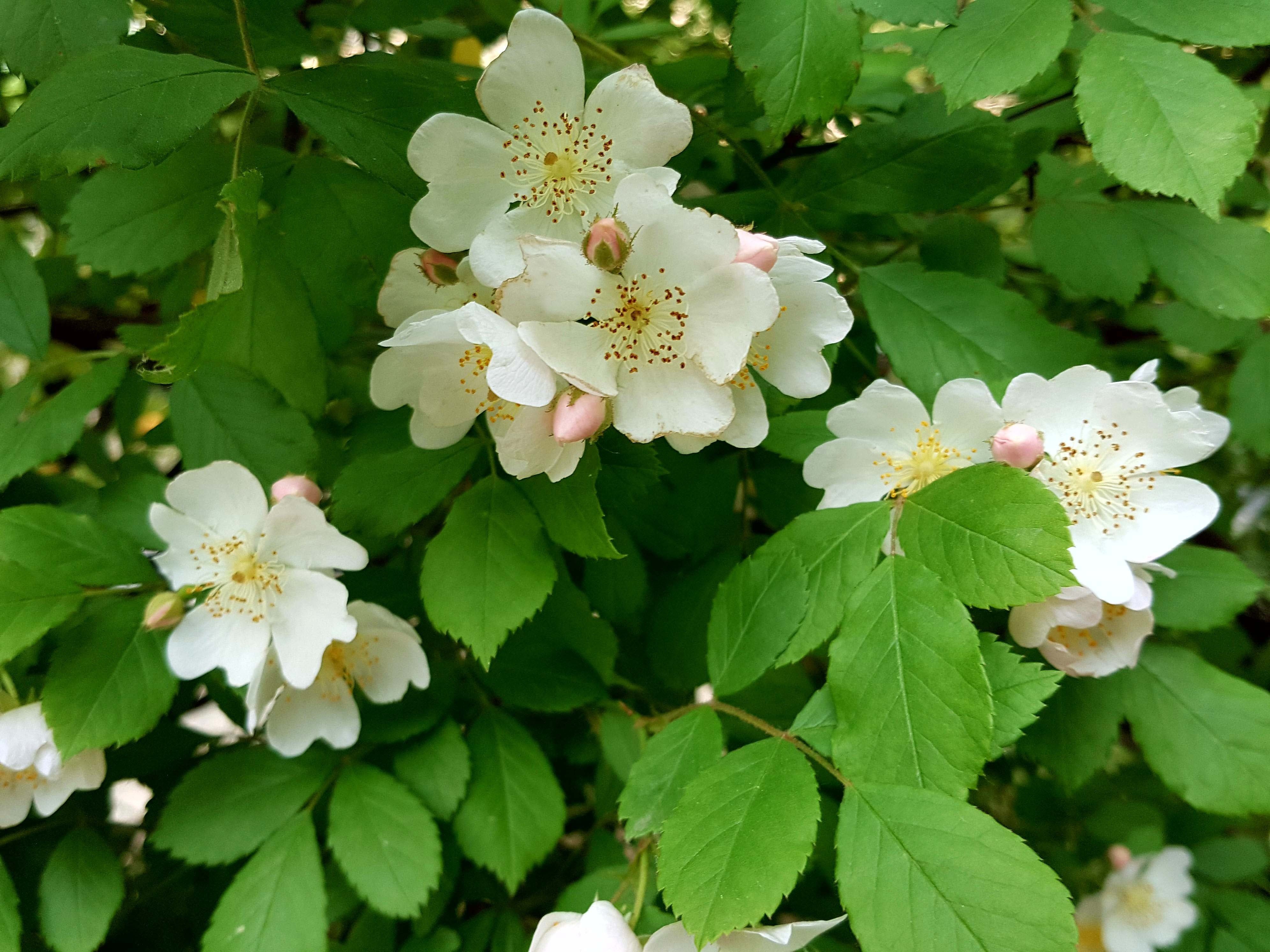 찔레꽃에 대한 시