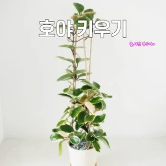 호야 키우기 꽃피우기 번식법 알고 물주기_15