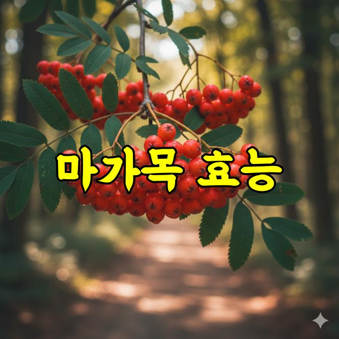 마가목 효능