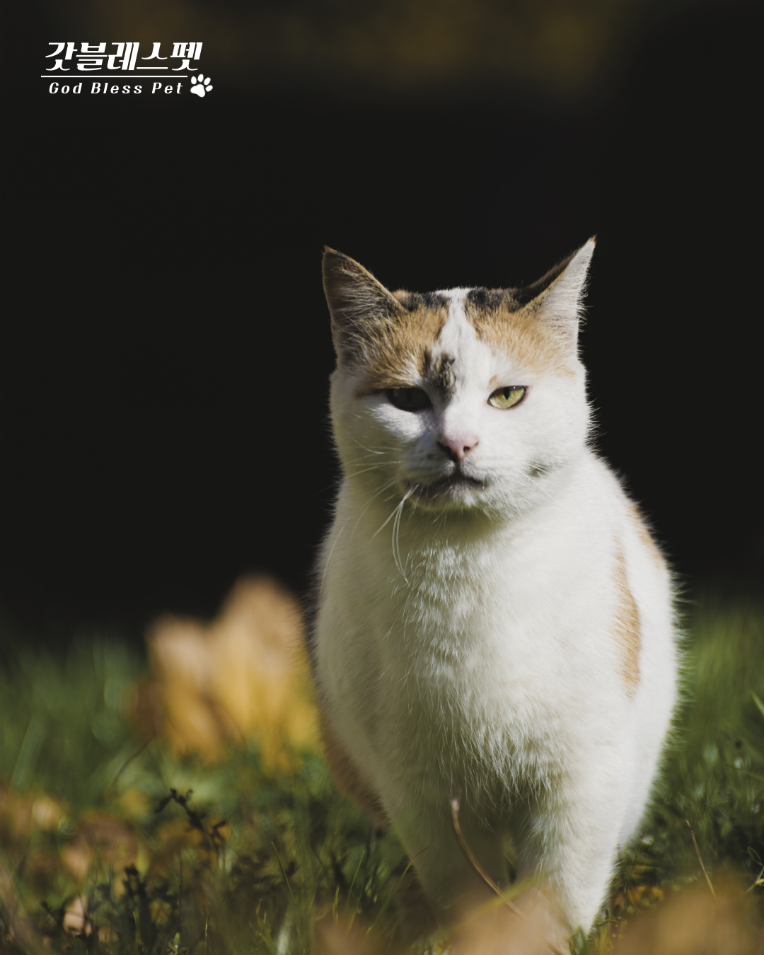 반려동물-장례식-비용
