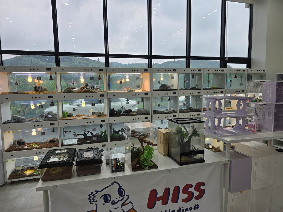 히스-도마뱀-사진