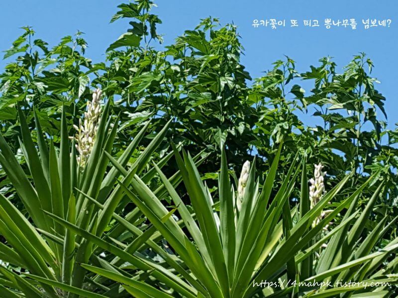 하얀 유카나무꽃이-오디도 못낸 뽕나무앞에