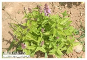 초석잠 재배 씨눈 맞추기 보온 피복 수확 정리_13